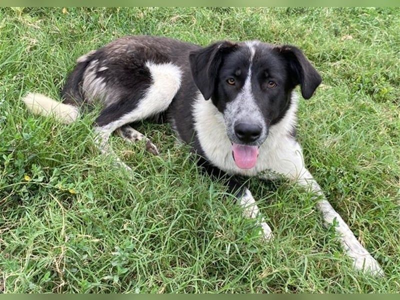 Baneike, geb. ca. 09/2022, lebt in GRIECHENLAND, im städt. Tierheim Serres