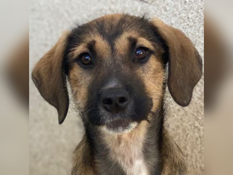 Tayachen, geb. ca. 07/2025, lebt in GRIECHENLAND, im städt. Tierheim Serres