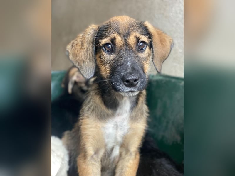 Tayachen, geb. ca. 07/2025, lebt in GRIECHENLAND, im städt. Tierheim Serres