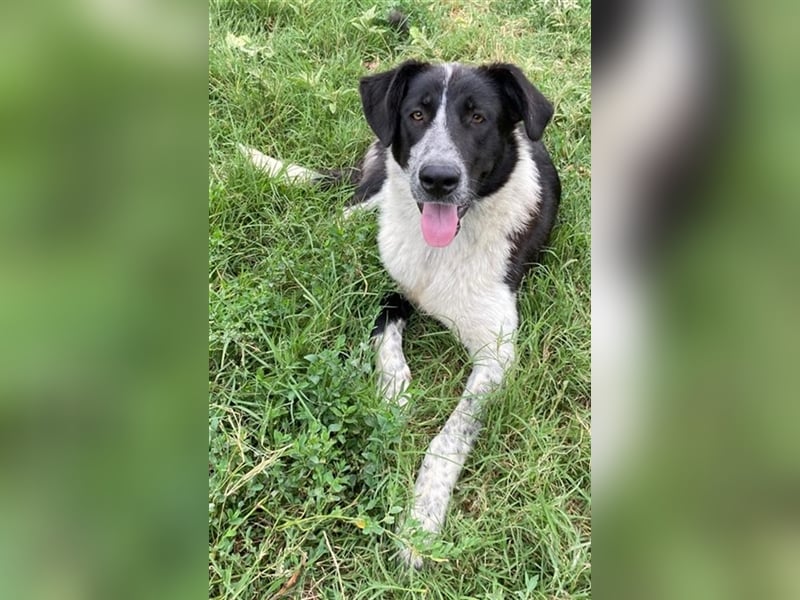 Baneike, geb. ca. 09/2022, lebt in GRIECHENLAND, im städt. Tierheim Serres