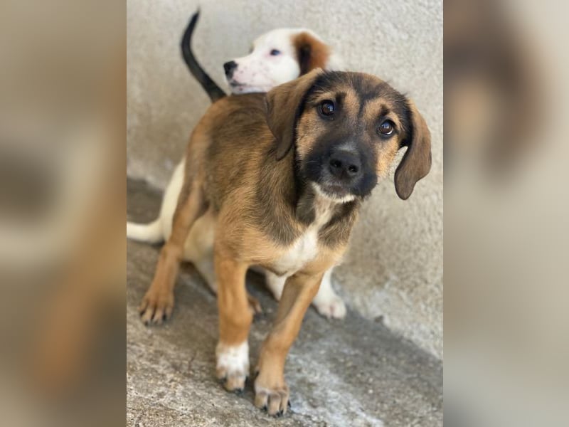 Tayachen, geb. ca. 07/2025, lebt in GRIECHENLAND, im städt. Tierheim Serres