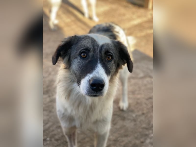 Ravli, geb. ca. 12/2024, lebt in GRIECHENLAND, im städt. Tierheim Serres