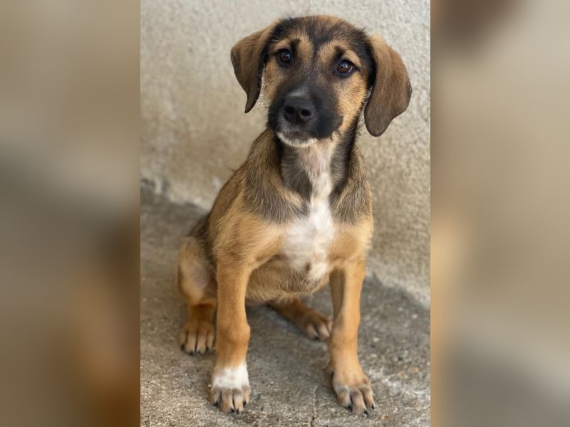 Tayachen, geb. ca. 07/2025, lebt in GRIECHENLAND, im städt. Tierheim Serres