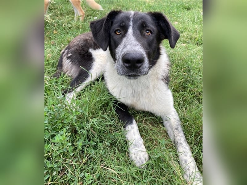 Baneike, geb. ca. 09/2022, lebt in GRIECHENLAND, im städt. Tierheim Serres