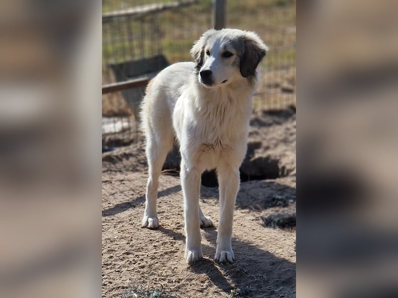 Shirin, geb. ca. 02/2024, lebt in GRIECHENLAND, im städt. Tierheim Serres