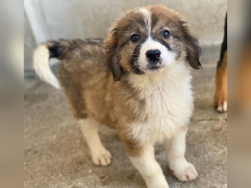 Suvi, geb. ca. 08/2025, lebt in GRIECHENLAND, im städt. Tierheim Serres