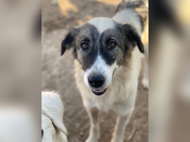 Ravli, geb. ca. 12/2024, lebt in GRIECHENLAND, im städt. Tierheim Serres