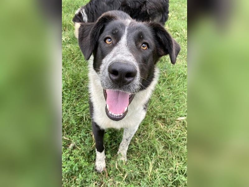 Baneike, geb. ca. 09/2022, lebt in GRIECHENLAND, im städt. Tierheim Serres