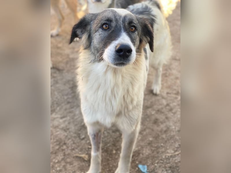 Ravli, geb. ca. 12/2024, lebt in GRIECHENLAND, im städt. Tierheim Serres