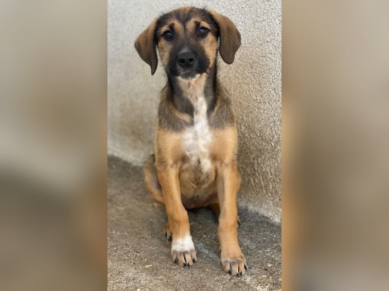 Tayachen, geb. ca. 07/2025, lebt in GRIECHENLAND, im städt. Tierheim Serres