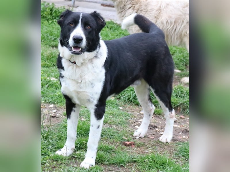 Eddy, geb. ca. 01/2018, lebt in GRIECHENLAND, im städt. Tierheim Serres