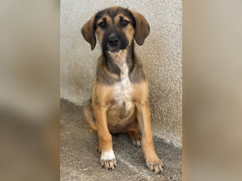Tayachen, geb. ca. 07/2025, lebt in GRIECHENLAND, im städt. Tierheim Serres