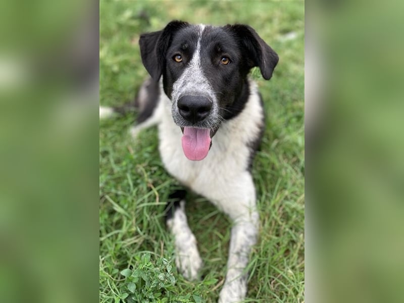 Baneike, geb. ca. 09/2022, lebt in GRIECHENLAND, im städt. Tierheim Serres