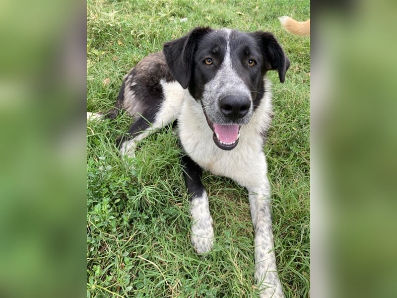 Baneike, geb. ca. 09/2022, lebt in GRIECHENLAND, im städt. Tierheim Serres