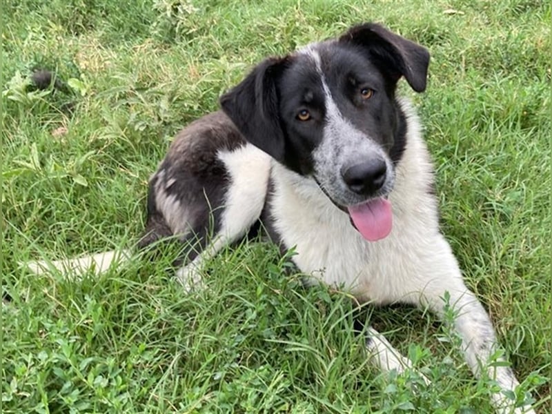 Baneike, geb. ca. 09/2022, lebt in GRIECHENLAND, im städt. Tierheim Serres