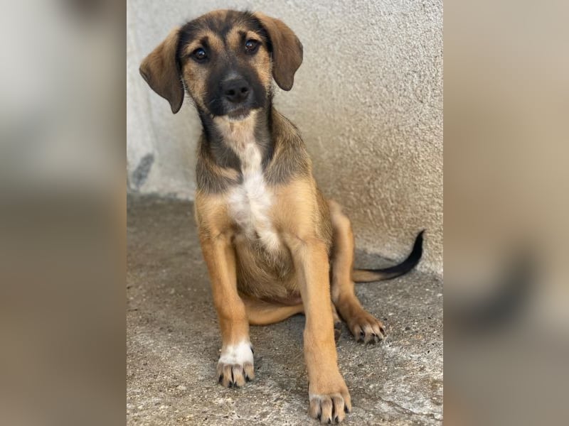 Tayachen, geb. ca. 07/2025, lebt in GRIECHENLAND, im städt. Tierheim Serres
