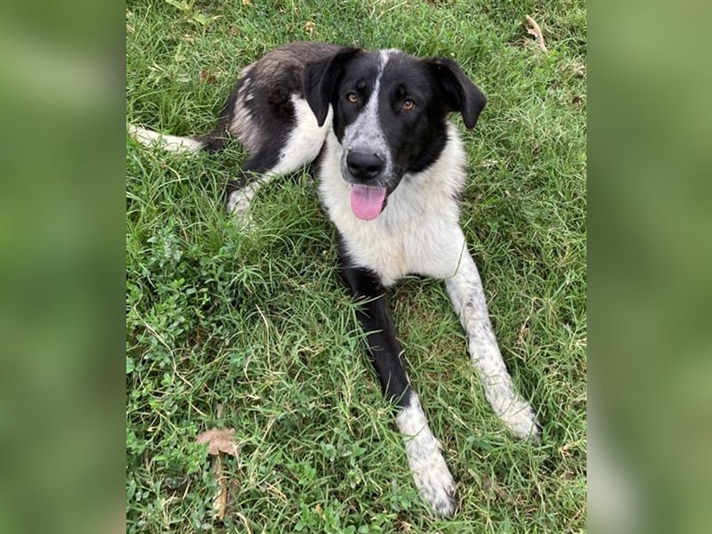 Baneike, geb. ca. 09/2022, lebt in GRIECHENLAND, im städt. Tierheim Serres