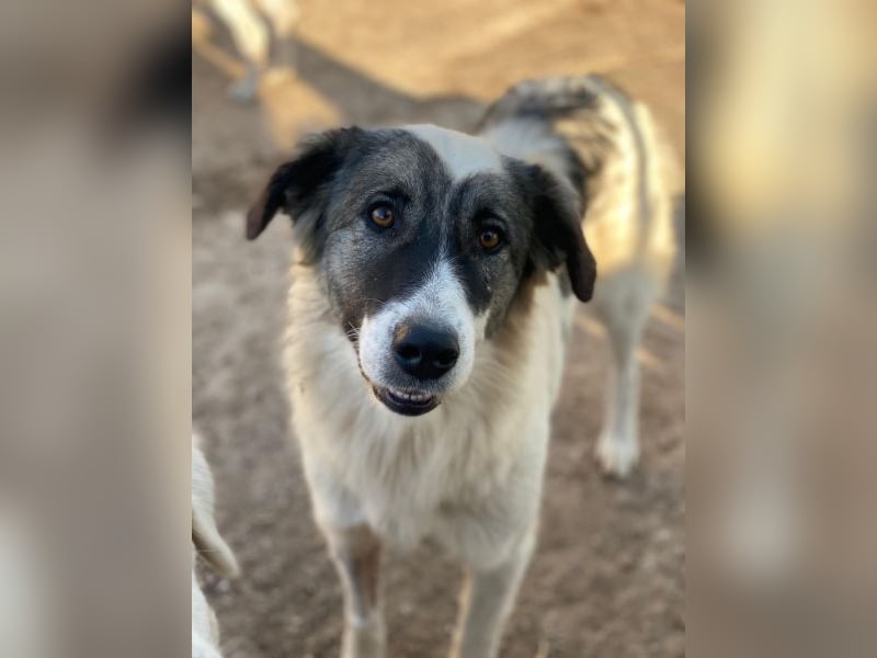 Ravli, geb. ca. 12/2024, lebt in GRIECHENLAND, im städt. Tierheim Serres