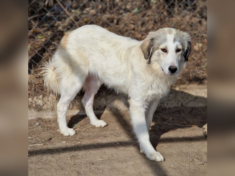 Shirin, geb. ca. 02/2024, lebt in GRIECHENLAND, im städt. Tierheim Serres