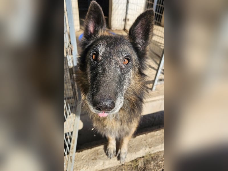 Faxe, geb. ca. 11/2017, lebt in GRIECHENLAND, im städt. Tierheim Serres