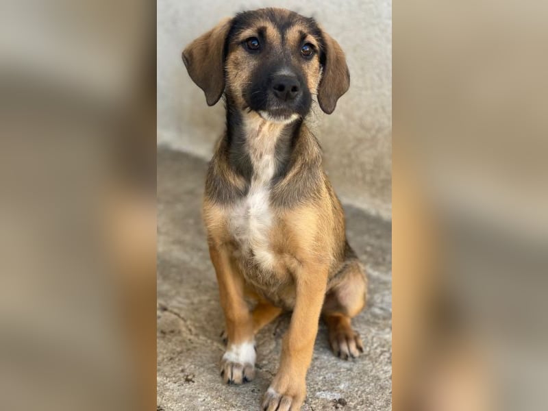 Tayachen, geb. ca. 07/2025, lebt in GRIECHENLAND, im städt. Tierheim Serres