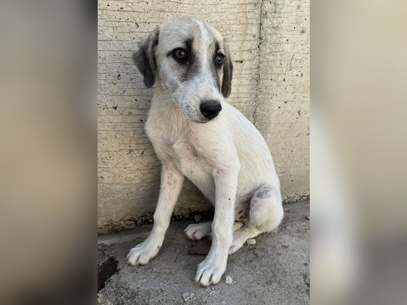 Maliya, geb. ca. 04/2025, lebt in GRIECHENLAND, auf einer privaten Pflegestelle