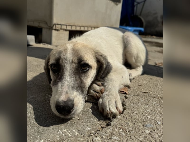 Maliya, geb. ca. 04/2025, lebt in GRIECHENLAND, auf einer privaten Pflegestelle