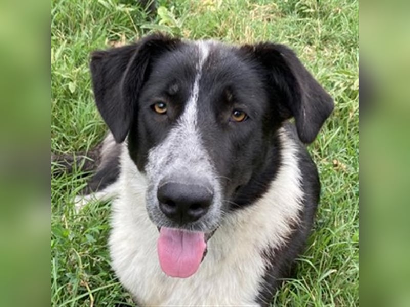 Baneike, geb. ca. 09/2022, lebt in GRIECHENLAND, im städt. Tierheim Serres