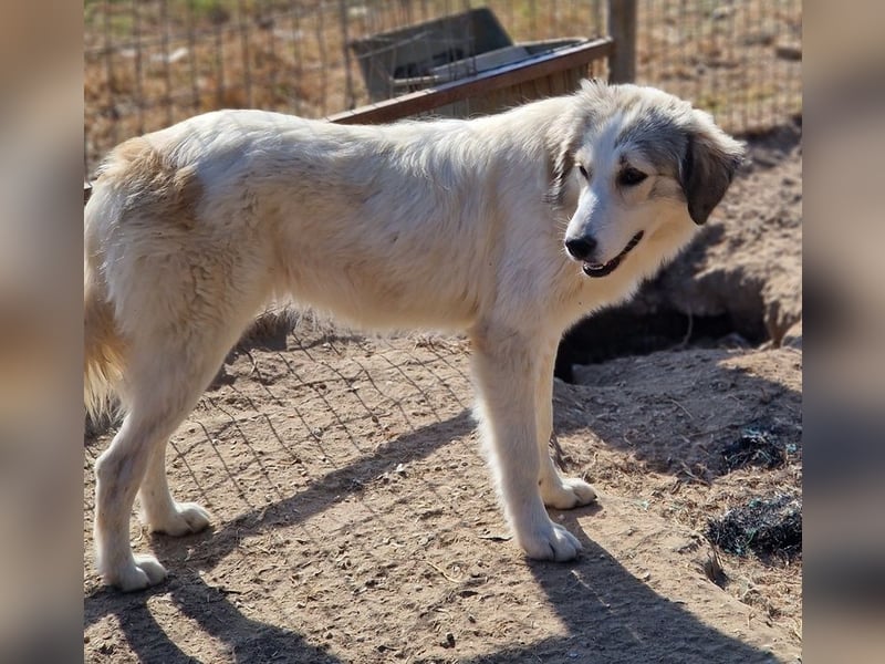 Shirin, geb. ca. 02/2024, lebt in GRIECHENLAND, im städt. Tierheim Serres
