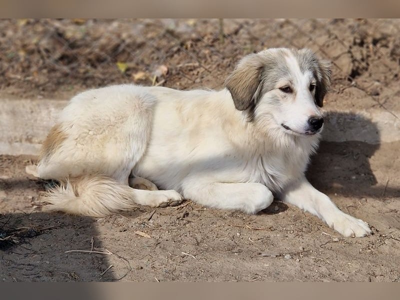 Shirin, geb. ca. 02/2024, lebt in GRIECHENLAND, im städt. Tierheim Serres