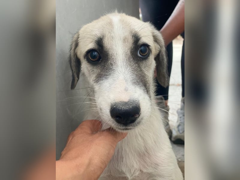 Maliya, geb. ca. 04/2025, lebt in GRIECHENLAND, auf einer privaten Pflegestelle