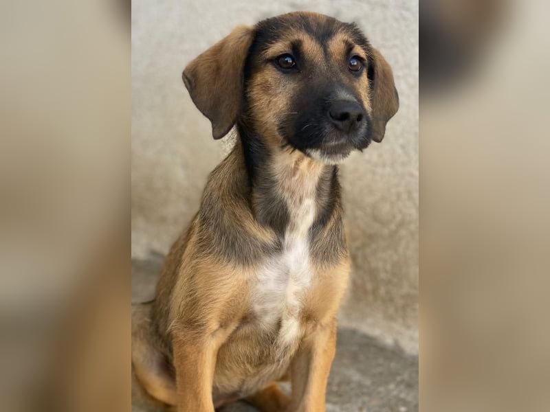 Tayachen, geb. ca. 07/2025, lebt in GRIECHENLAND, im städt. Tierheim Serres