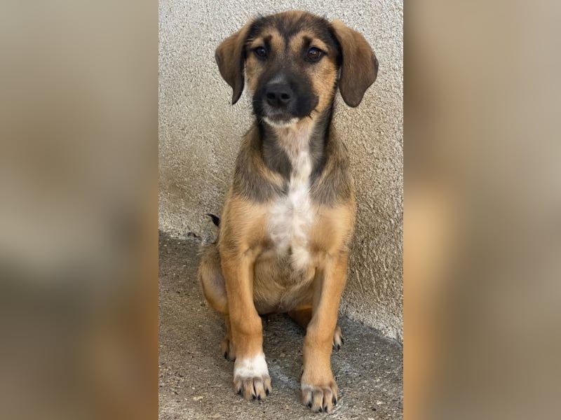 Tayachen, geb. ca. 07/2025, lebt in GRIECHENLAND, im städt. Tierheim Serres