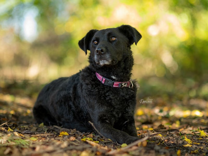 LEXI - wundervolle, sehr charmante tolle Hündin auf der Suche nach ihren Herzensmenschen
