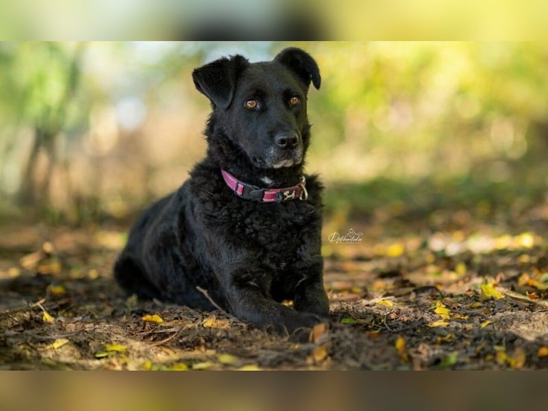 Lexi unsere schöne schwarze Hündin Lexi unsere schöne schwarze Hündin