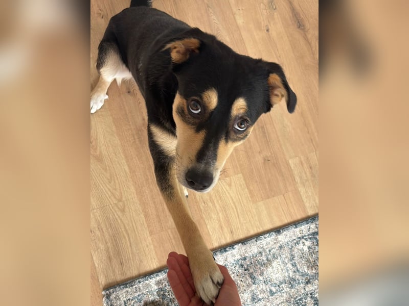 Aarne – sensibler Jungspund mit Herz und Köpfchen