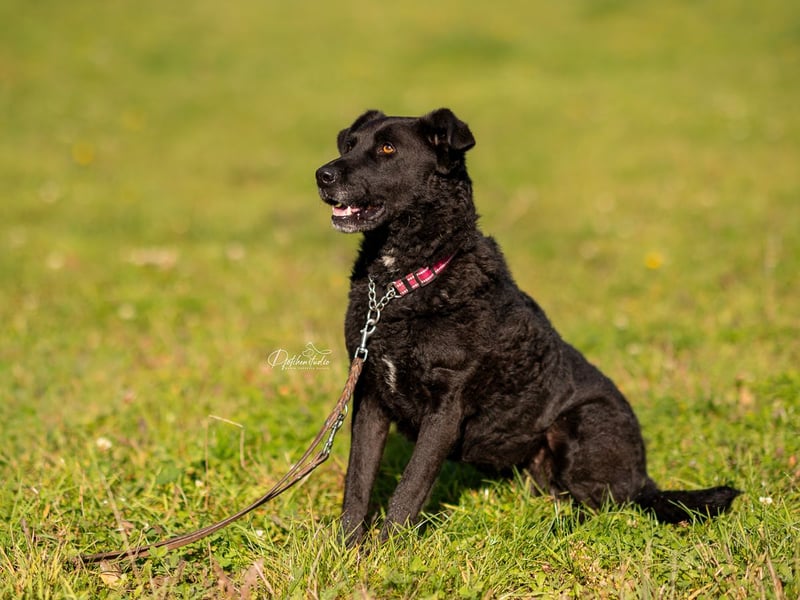 LEXI - wundervolle, sehr charmante tolle Hündin auf der Suche nach ihren Herzensmenschen