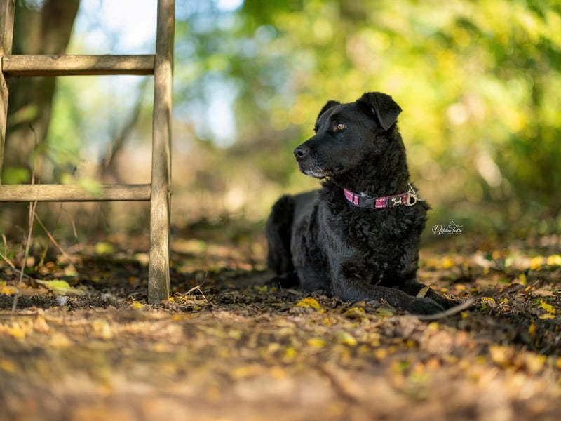 LEXI - wundervolle, sehr charmante tolle Hündin auf der Suche nach ihren Herzensmenschen