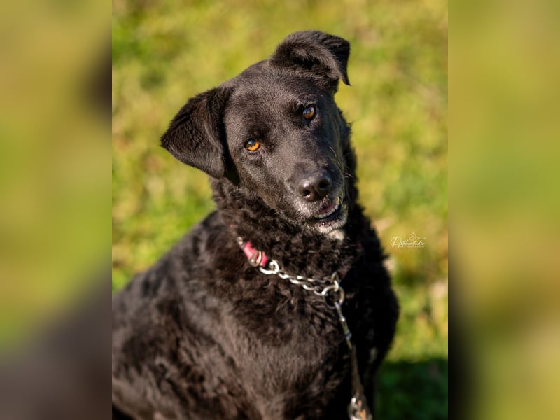 LEXI - wundervolle, sehr charmante tolle Hündin auf der Suche nach ihren Herzensmenschen