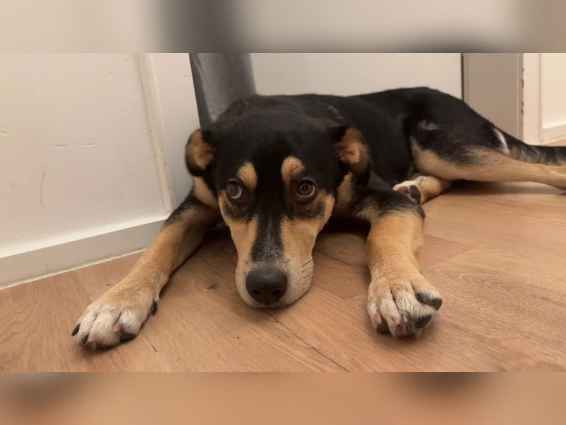 Aarne – sensibler Jungspund mit Herz und Köpfchen