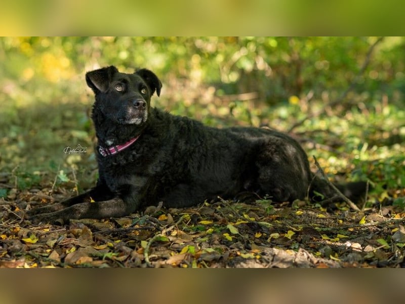 Lexi unsere schöne schwarze Hündin Lexi unsere schöne schwarze Hündin