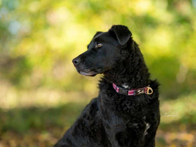 LEXI - wundervolle, sehr charmante tolle Hündin auf der Suche nach ihren Herzensmenschen