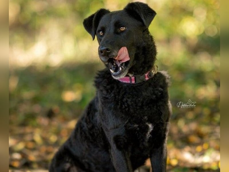 Lexi unsere schöne schwarze Hündin Lexi unsere schöne schwarze Hündin