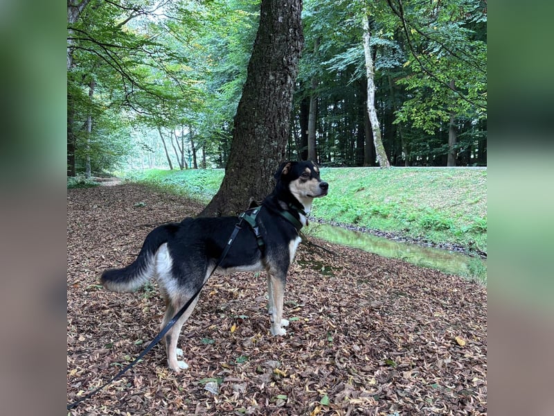 Aarne – sensibler Jungspund mit Herz und Köpfchen