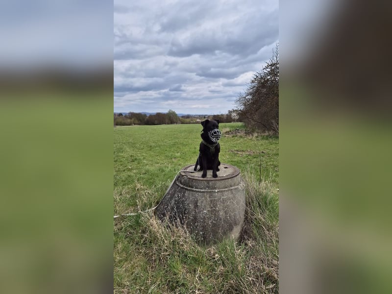 Lexi unsere schöne schwarze Hündin Lexi unsere schöne schwarze Hündin