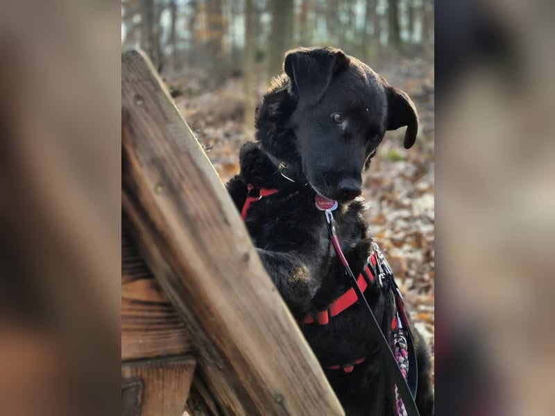 Lexi - charmante, tolle Hündin auf der Suche nach ihren Herzensmenschen