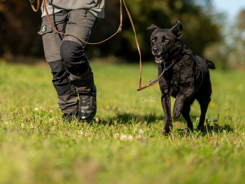 LEXI - wundervolle, sehr charmante tolle Hündin auf der Suche nach ihren Herzensmenschen