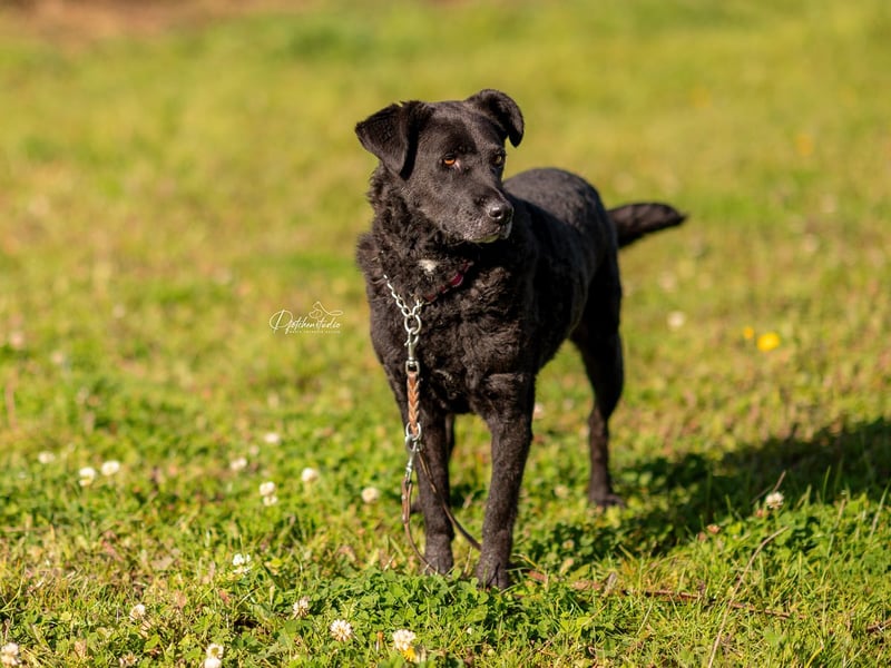 LEXI - wundervolle, sehr charmante tolle Hündin auf der Suche nach ihren Herzensmenschen