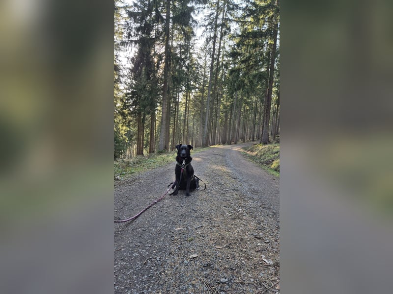 Lexi unsere schöne schwarze Hündin Lexi unsere schöne schwarze Hündin