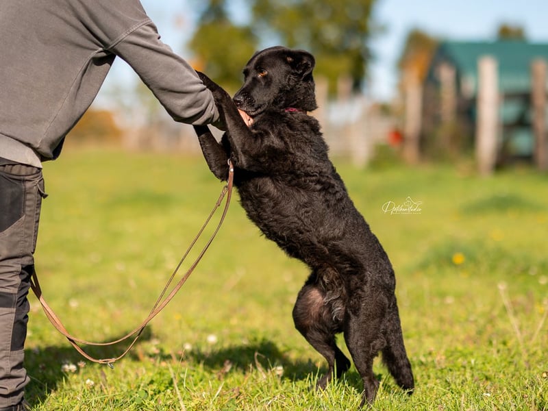 Lexi - schwarze Schönheit sucht Familie Lexi - schwarze Schönheit sucht Familie
